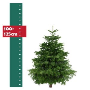 Weihnachtsbaum-Helden-Nordmanntanne-100-125cm