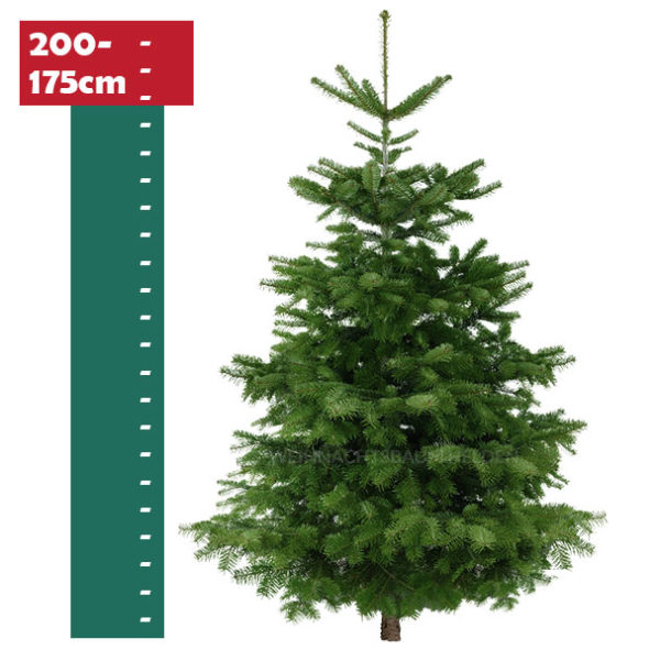Weihnachtsbaum-Helden-Nordmanntanne-175-200cm-Foto1