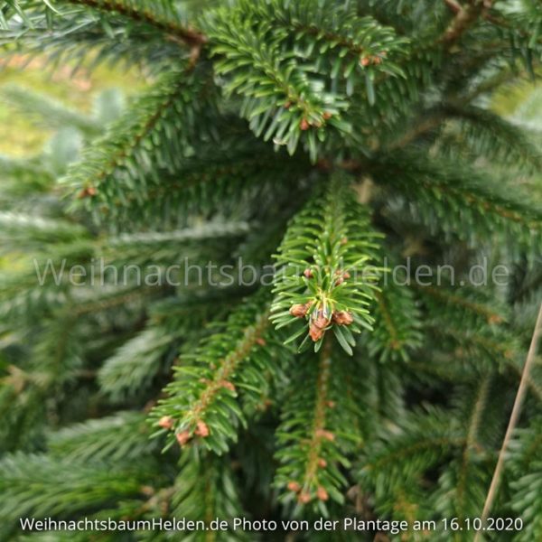 Weihnachtsbaum-Helden-Nordmanntanne-Plantage-Photo10-1