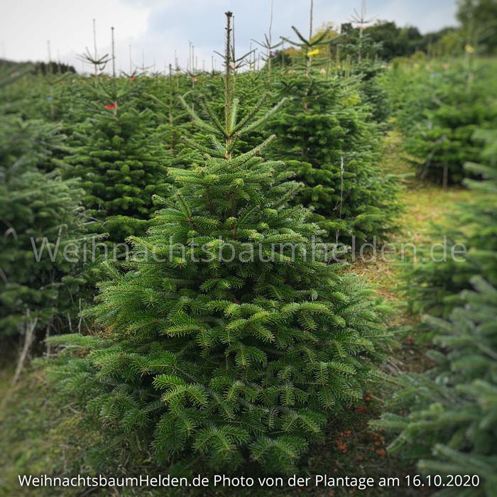 Weihnachtsbaum-Helden-Nordmanntanne-Plantage-Photo12-2