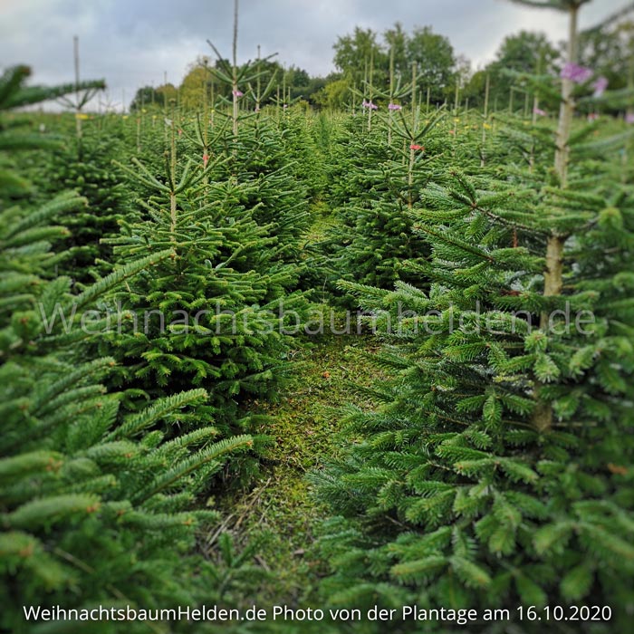 Weihnachtsbaum-Helden-Nordmanntanne-Plantage-Photo13-5