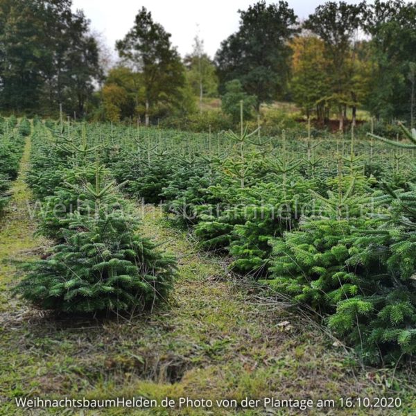 Weihnachtsbaum-Helden-Nordmanntanne-Plantage-Photo15-3