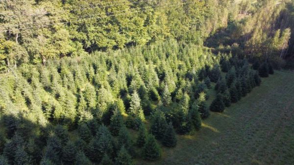 Weihnachtsbaum-Helden-Foto-von-der-Plantage-September-2021-5-1